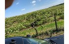 Concord Grapes in Van Buren County, Michigan farmland - LAND AUCTION - 194+/- ACRES OFFERED IN 5 TRACTS IN VAN BUREN COUNTY, MICHIGAN