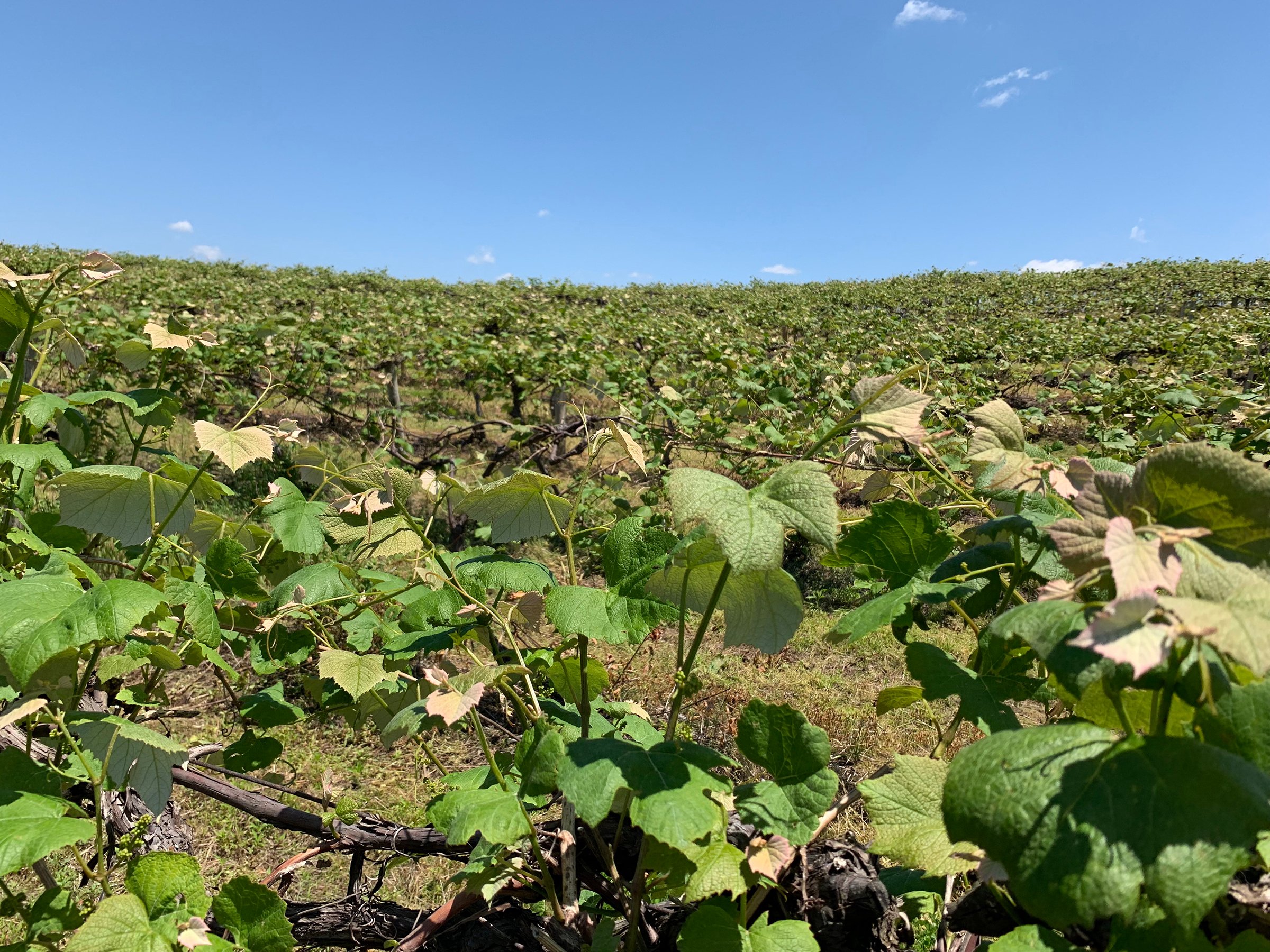 Concord Grapes in Van Buren County, Michigan farmland - LAND AUCTION - 194+/- ACRES OFFERED IN 5 TRACTS IN VAN BUREN COUNTY, MICHIGAN
