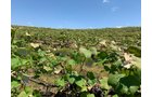 Concord Grapes in Van Buren County, Michigan farmland - LAND AUCTION - 194+/- ACRES OFFERED IN 5 TRACTS IN VAN BUREN COUNTY, MICHIGAN