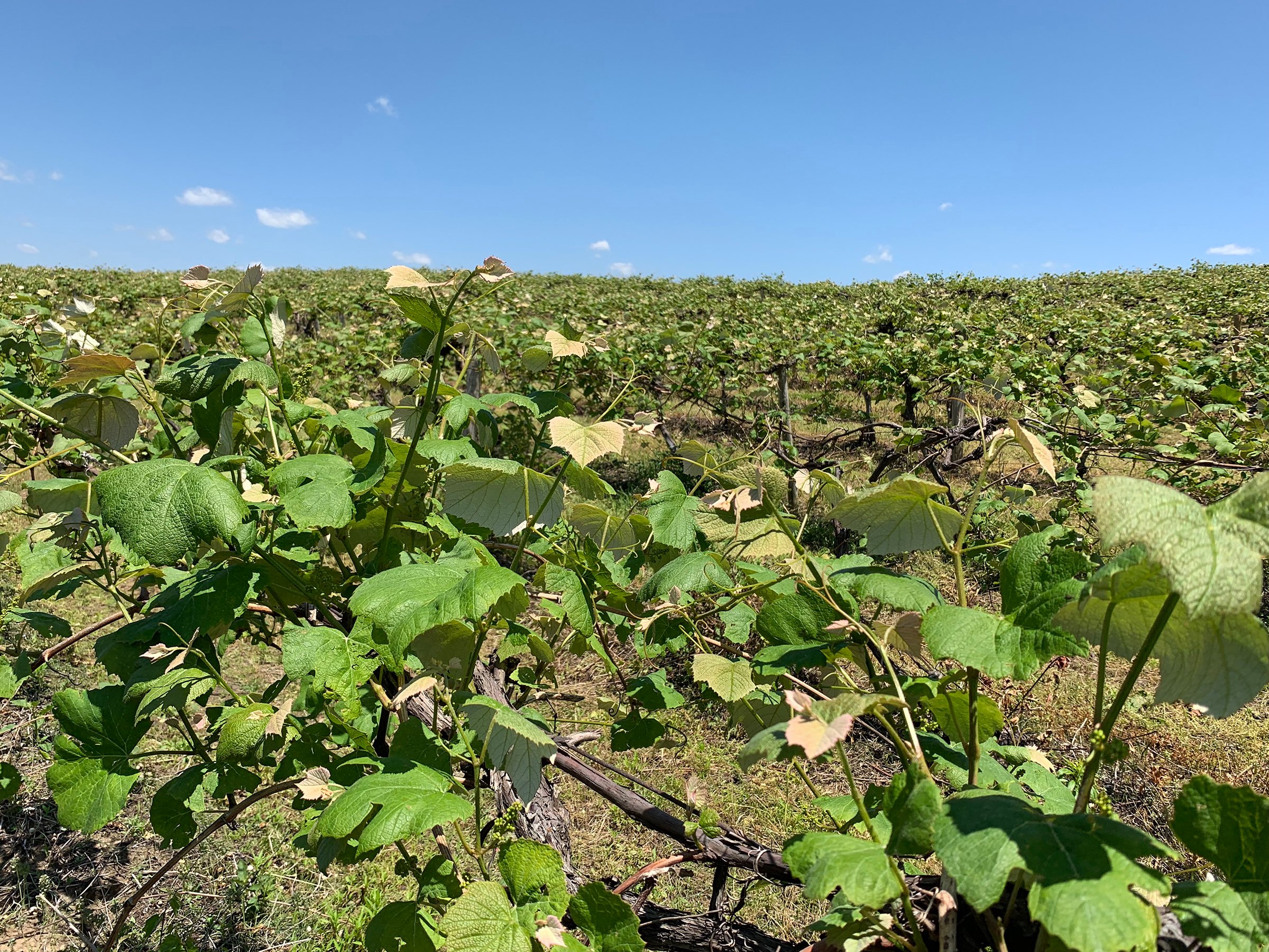 Concord Grapes in Van Buren County, Michigan farmland - LAND AUCTION - 194+/- ACRES OFFERED IN 5 TRACTS IN VAN BUREN COUNTY, MICHIGAN