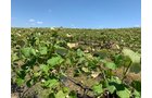 Concord Grapes in Van Buren County, Michigan farmland - LAND AUCTION - 194+/- ACRES OFFERED IN 5 TRACTS IN VAN BUREN COUNTY, MICHIGAN