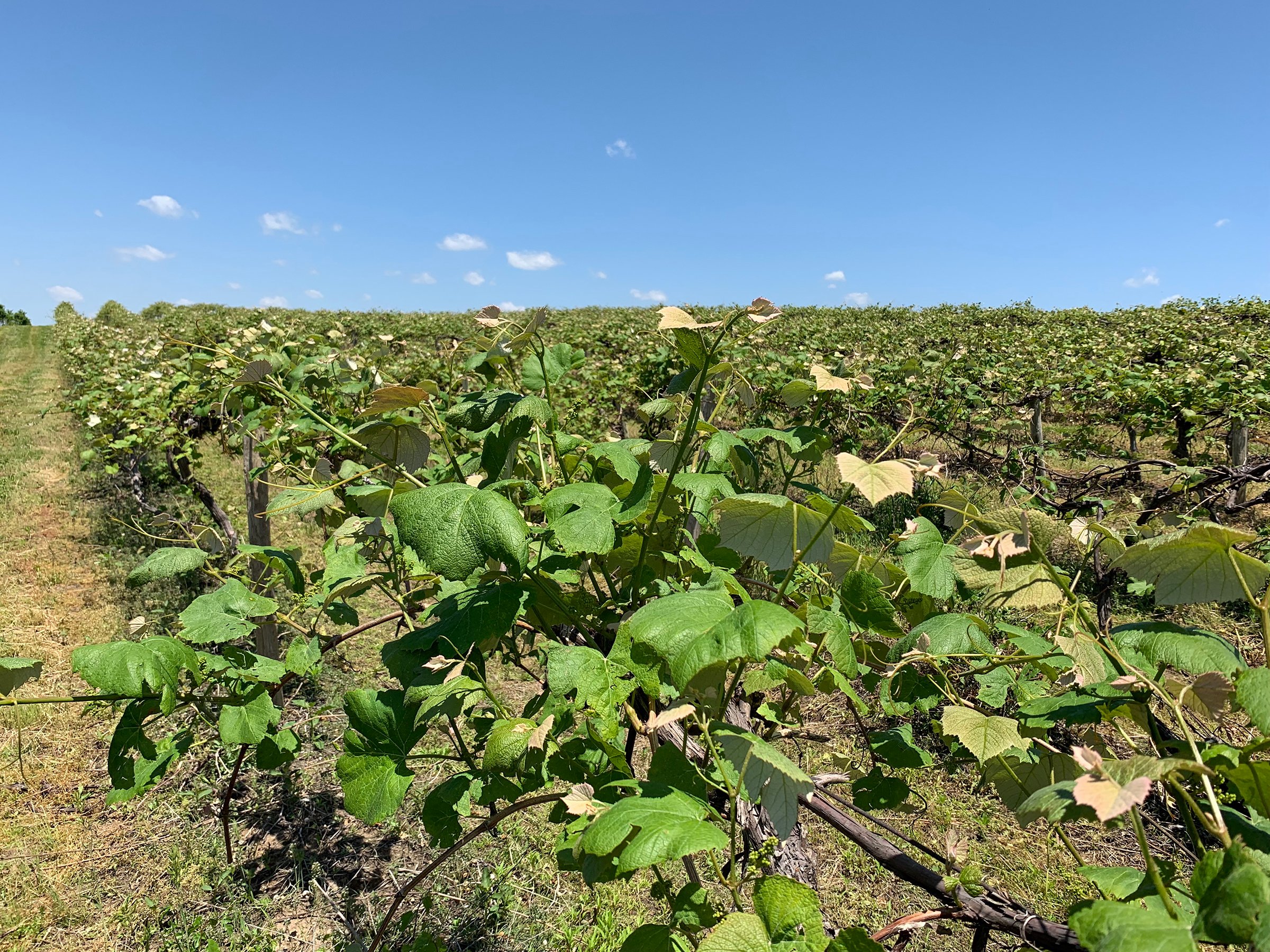 Concord Grapes in Van Buren County, Michigan farmland - LAND AUCTION - 194+/- ACRES OFFERED IN 5 TRACTS IN VAN BUREN COUNTY, MICHIGAN