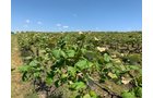 Concord Grapes in Van Buren County, Michigan farmland - LAND AUCTION - 194+/- ACRES OFFERED IN 5 TRACTS IN VAN BUREN COUNTY, MICHIGAN