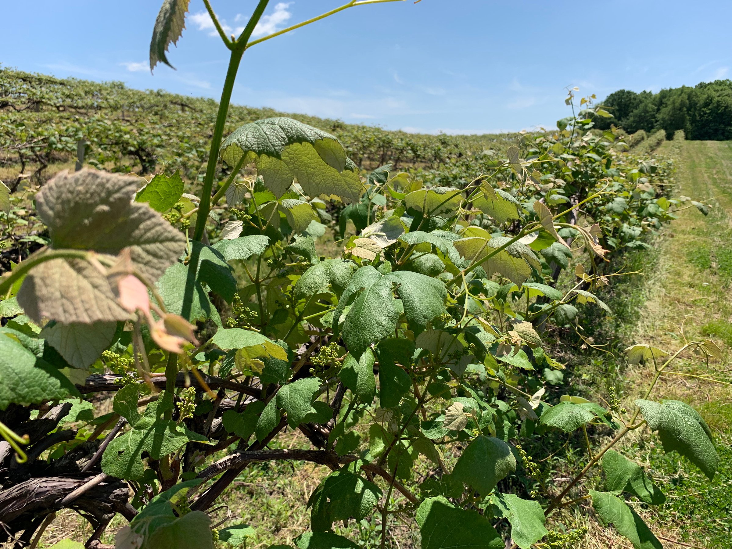 Concord Grapes in Van Buren County, Michigan farmland - LAND AUCTION - 194+/- ACRES OFFERED IN 5 TRACTS IN VAN BUREN COUNTY, MICHIGAN