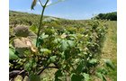 Concord Grapes in Van Buren County, Michigan farmland - LAND AUCTION - 194+/- ACRES OFFERED IN 5 TRACTS IN VAN BUREN COUNTY, MICHIGAN