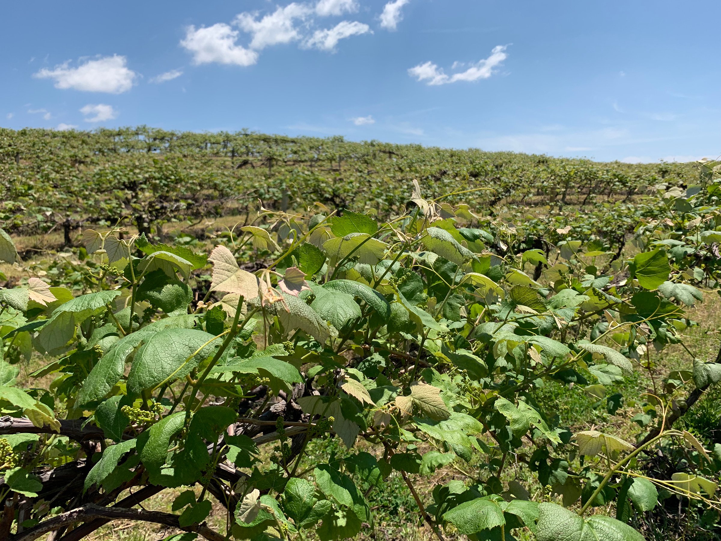 Concord Grapes in Van Buren County, Michigan farmland - LAND AUCTION - 194+/- ACRES OFFERED IN 5 TRACTS IN VAN BUREN COUNTY, MICHIGAN