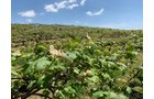Concord Grapes in Van Buren County, Michigan farmland - LAND AUCTION - 194+/- ACRES OFFERED IN 5 TRACTS IN VAN BUREN COUNTY, MICHIGAN