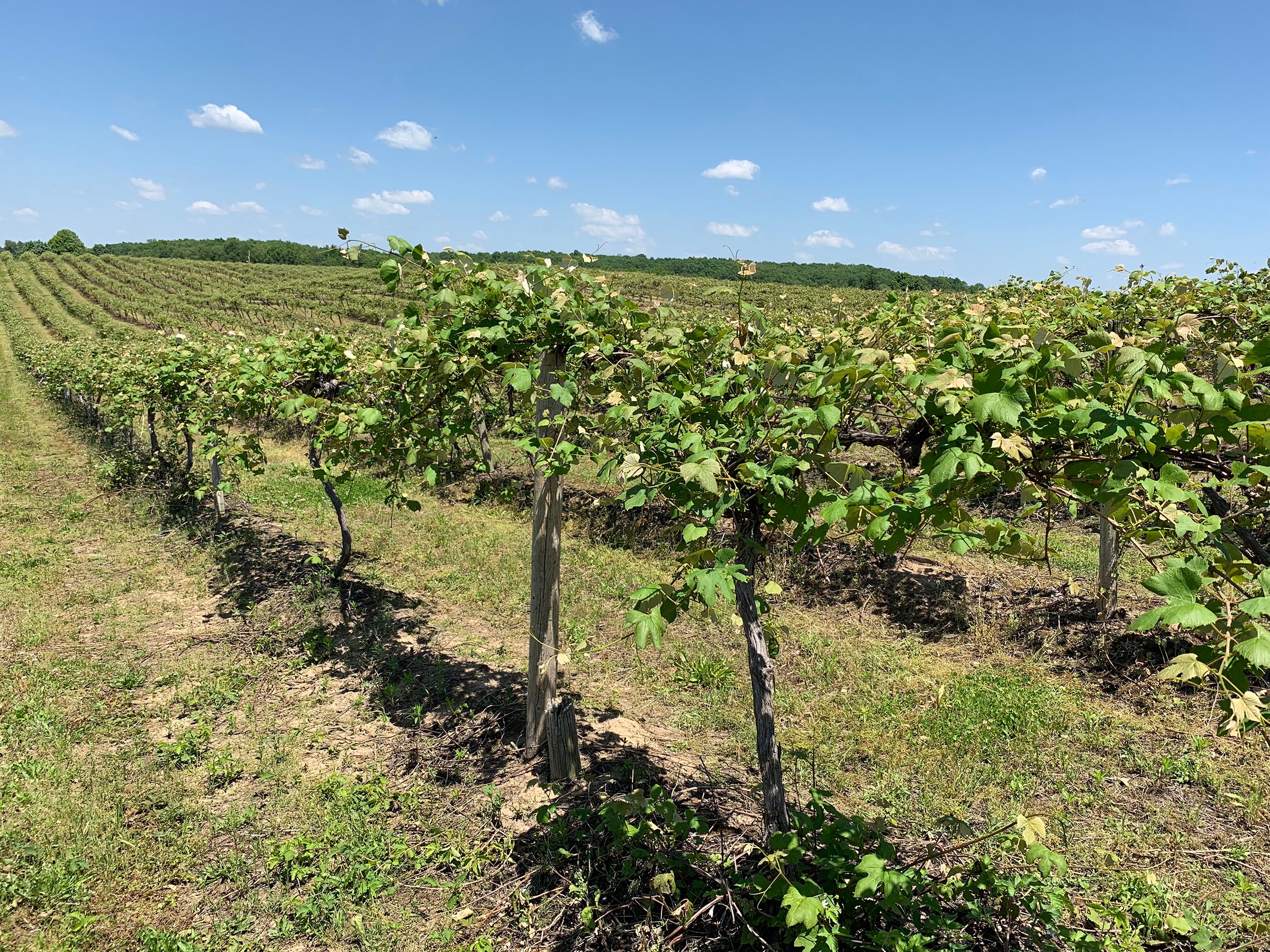 Concord Grapes in Van Buren County, Michigan farmland - LAND AUCTION - 194+/- ACRES OFFERED IN 5 TRACTS IN VAN BUREN COUNTY, MICHIGAN