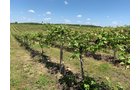 Concord Grapes in Van Buren County, Michigan farmland - LAND AUCTION - 194+/- ACRES OFFERED IN 5 TRACTS IN VAN BUREN COUNTY, MICHIGAN