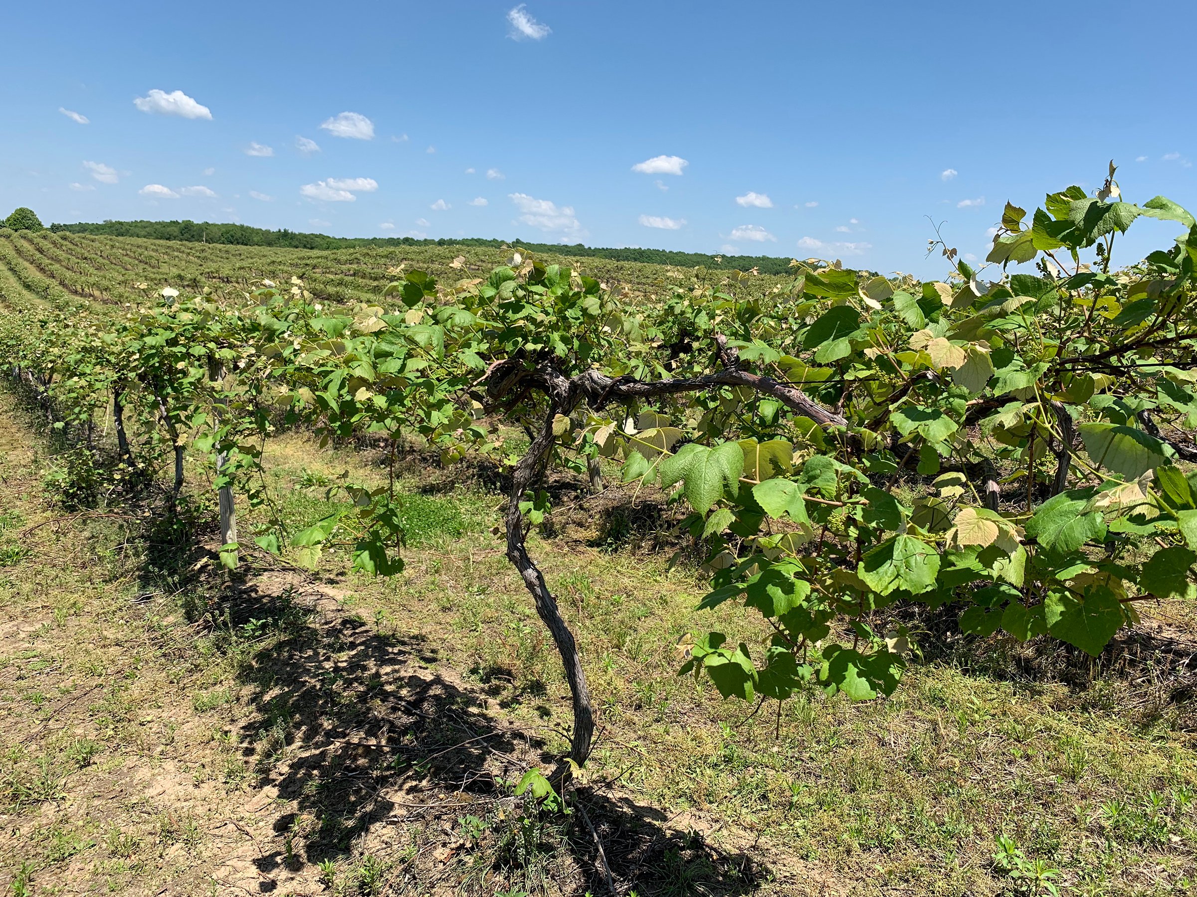 Concord Grapes in Van Buren County, Michigan farmland - LAND AUCTION - 194+/- ACRES OFFERED IN 5 TRACTS IN VAN BUREN COUNTY, MICHIGAN