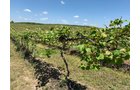 Concord Grapes in Van Buren County, Michigan farmland - LAND AUCTION - 194+/- ACRES OFFERED IN 5 TRACTS IN VAN BUREN COUNTY, MICHIGAN