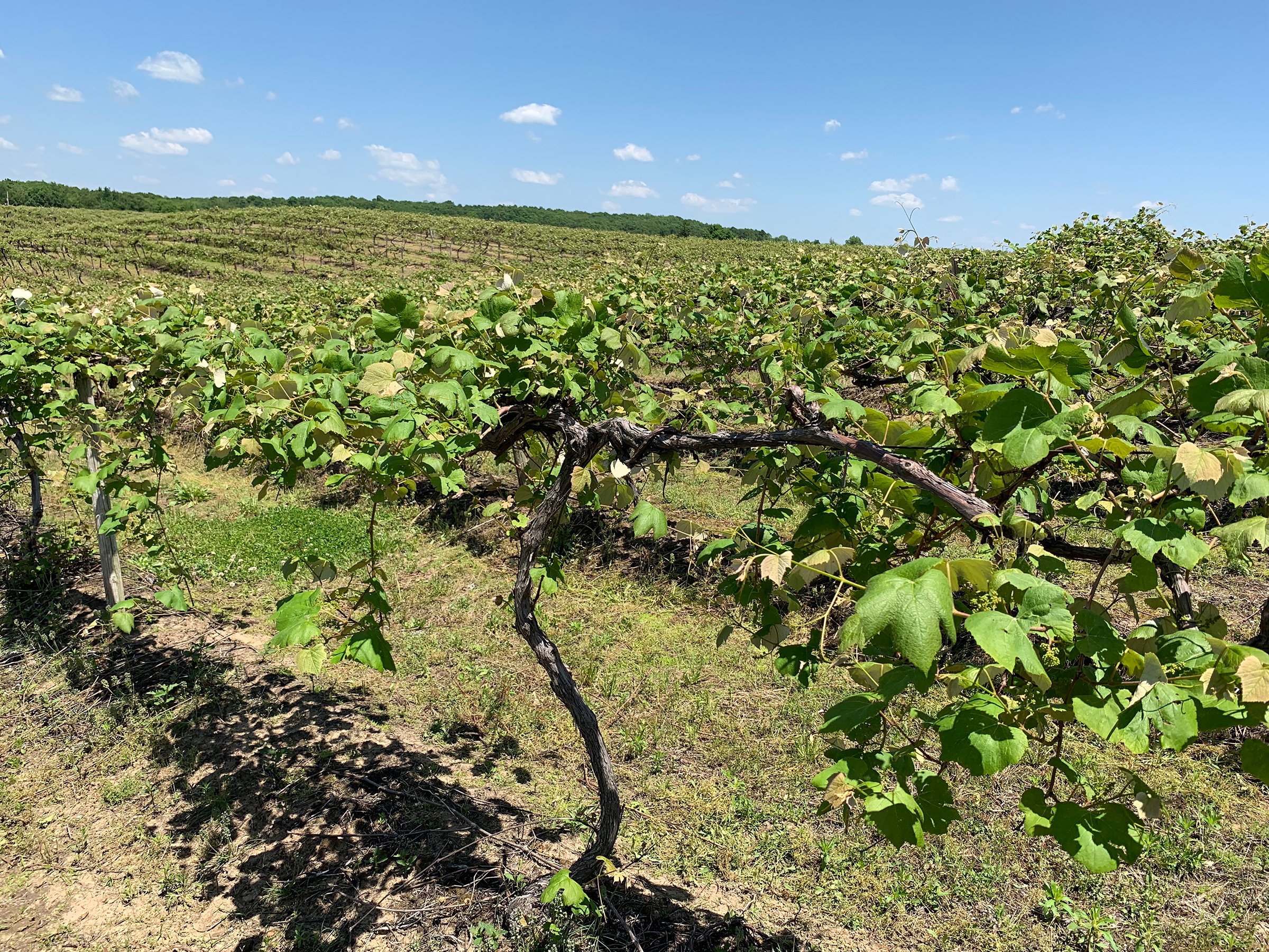 Concord Grapes in Van Buren County, Michigan farmland - LAND AUCTION - 194+/- ACRES OFFERED IN 5 TRACTS IN VAN BUREN COUNTY, MICHIGAN