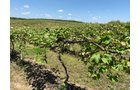 Concord Grapes in Van Buren County, Michigan farmland - LAND AUCTION - 194+/- ACRES OFFERED IN 5 TRACTS IN VAN BUREN COUNTY, MICHIGAN