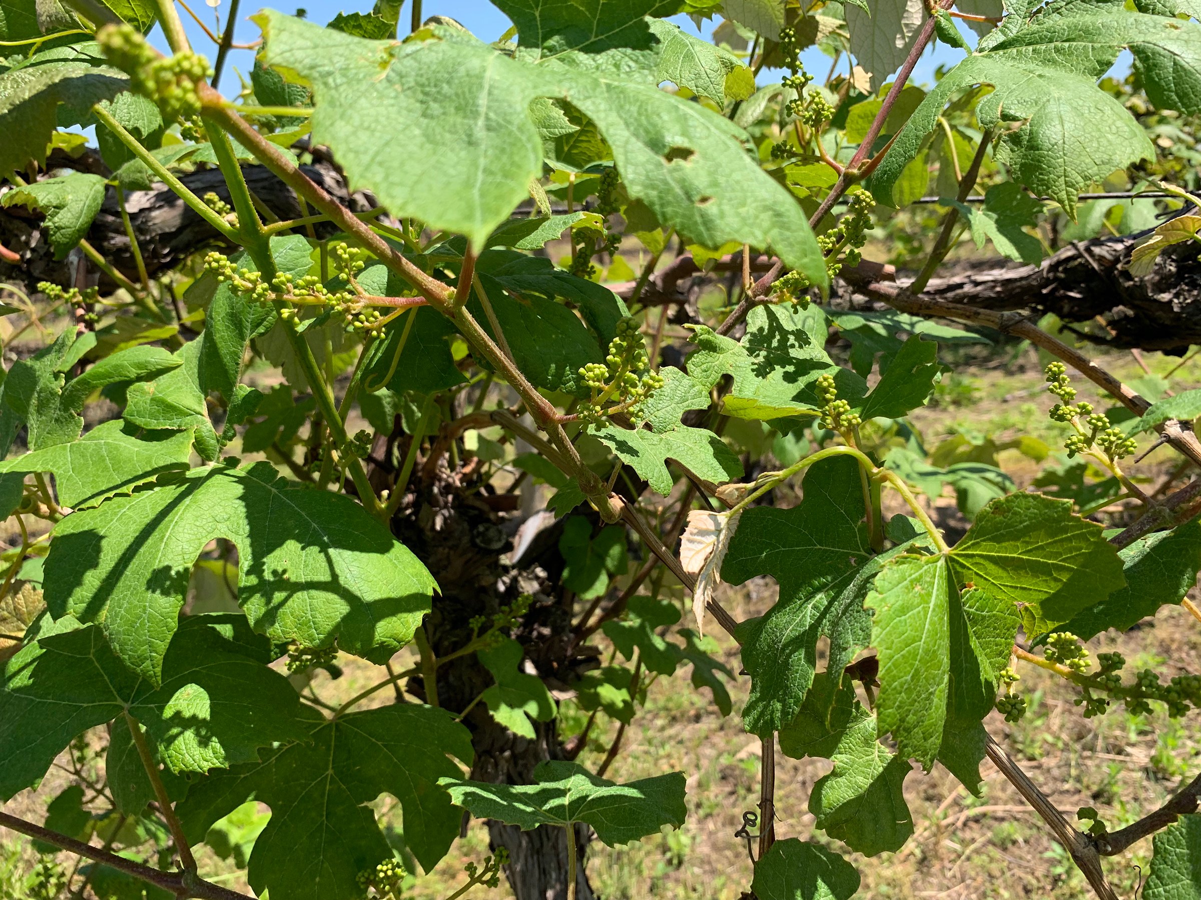 Concord Grapes in Van Buren County, Michigan farmland - LAND AUCTION - 194+/- ACRES OFFERED IN 5 TRACTS IN VAN BUREN COUNTY, MICHIGAN