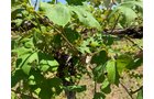 Concord Grapes in Van Buren County, Michigan farmland - LAND AUCTION - 194+/- ACRES OFFERED IN 5 TRACTS IN VAN BUREN COUNTY, MICHIGAN