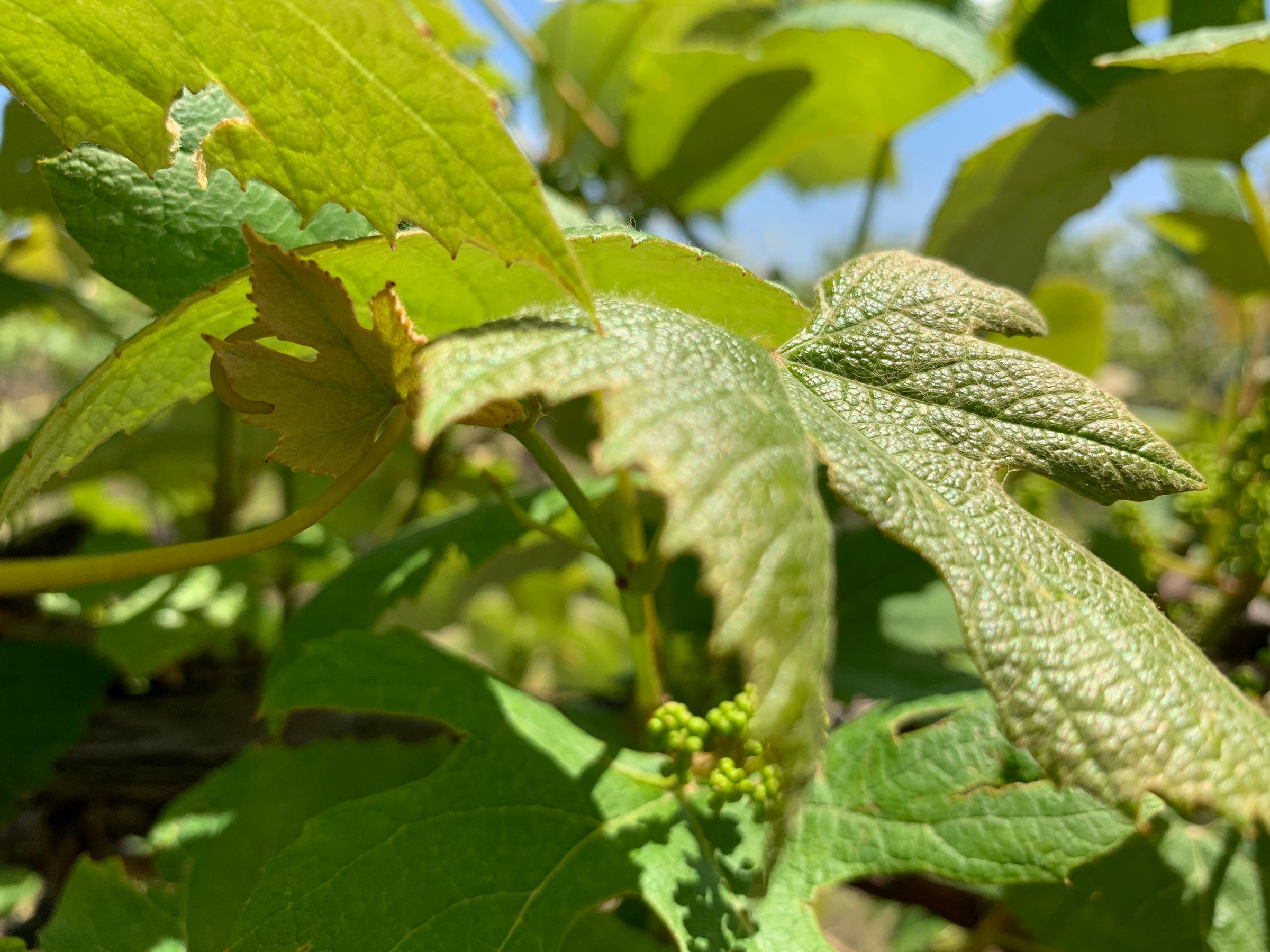 Concord Grapes in Van Buren County, Michigan farmland - LAND AUCTION - 194+/- ACRES OFFERED IN 5 TRACTS IN VAN BUREN COUNTY, MICHIGAN