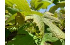 Concord Grapes in Van Buren County, Michigan farmland - LAND AUCTION - 194+/- ACRES OFFERED IN 5 TRACTS IN VAN BUREN COUNTY, MICHIGAN