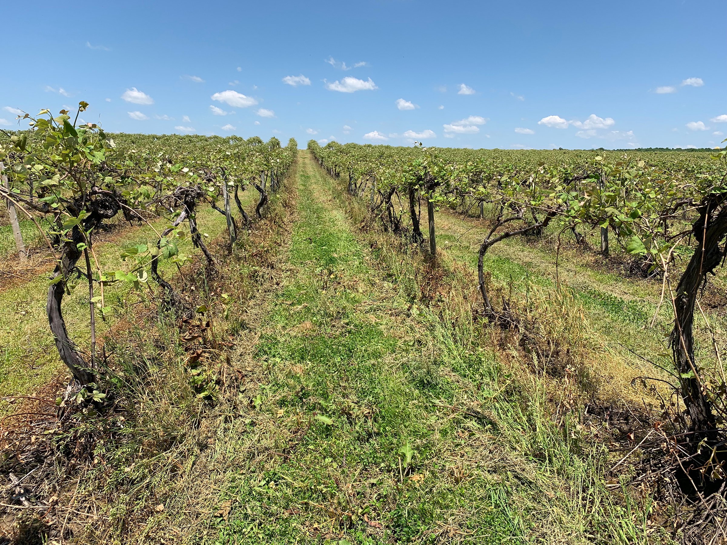Concord Grapes in Van Buren County, Michigan farmland - LAND AUCTION - 194+/- ACRES OFFERED IN 5 TRACTS IN VAN BUREN COUNTY, MICHIGAN
