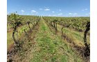 Concord Grapes in Van Buren County, Michigan farmland - LAND AUCTION - 194+/- ACRES OFFERED IN 5 TRACTS IN VAN BUREN COUNTY, MICHIGAN