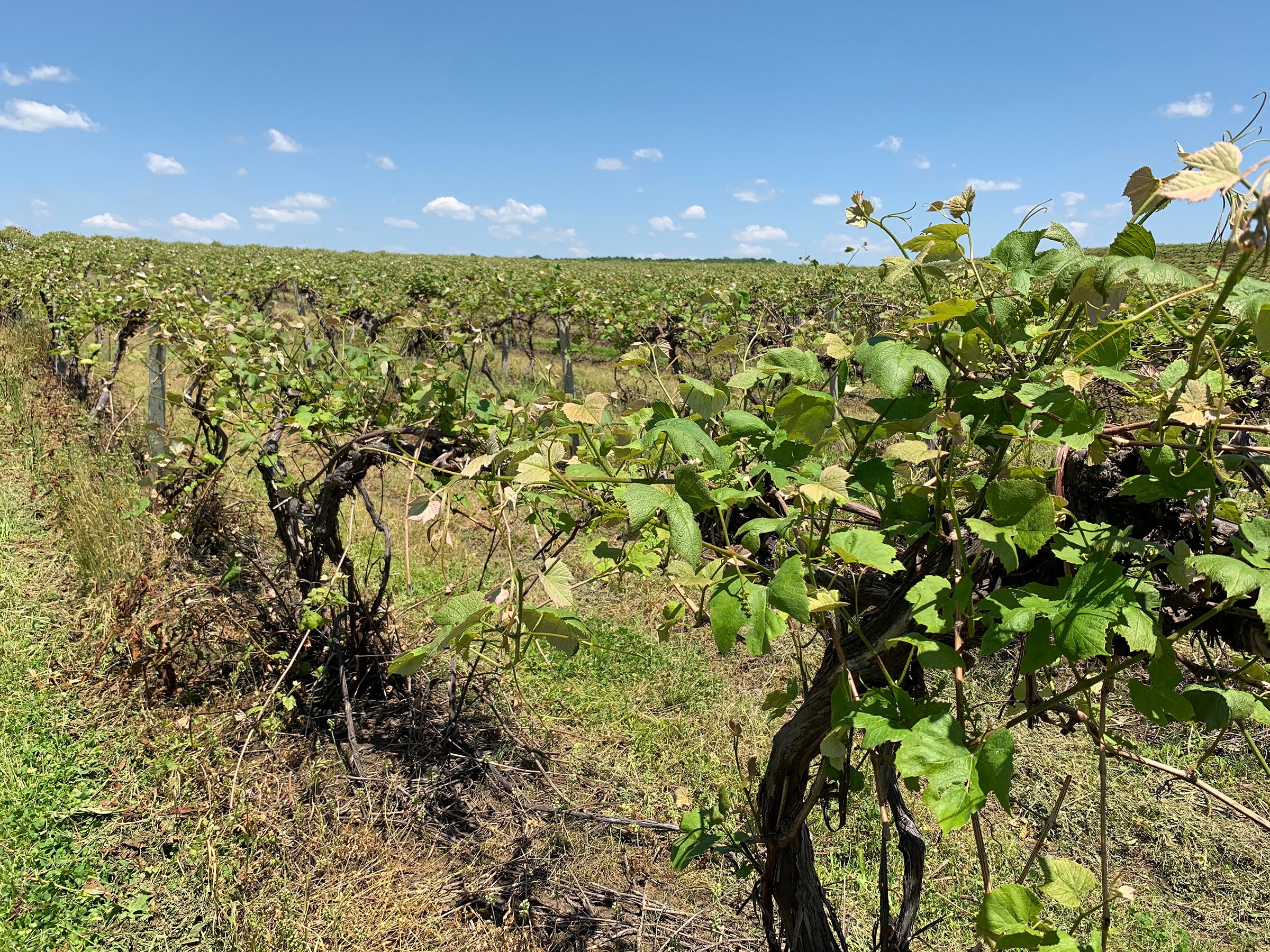 Concord Grapes in Van Buren County, Michigan farmland - LAND AUCTION - 194+/- ACRES OFFERED IN 5 TRACTS IN VAN BUREN COUNTY, MICHIGAN