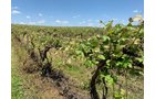 Concord Grapes in Van Buren County, Michigan farmland - LAND AUCTION - 194+/- ACRES OFFERED IN 5 TRACTS IN VAN BUREN COUNTY, MICHIGAN
