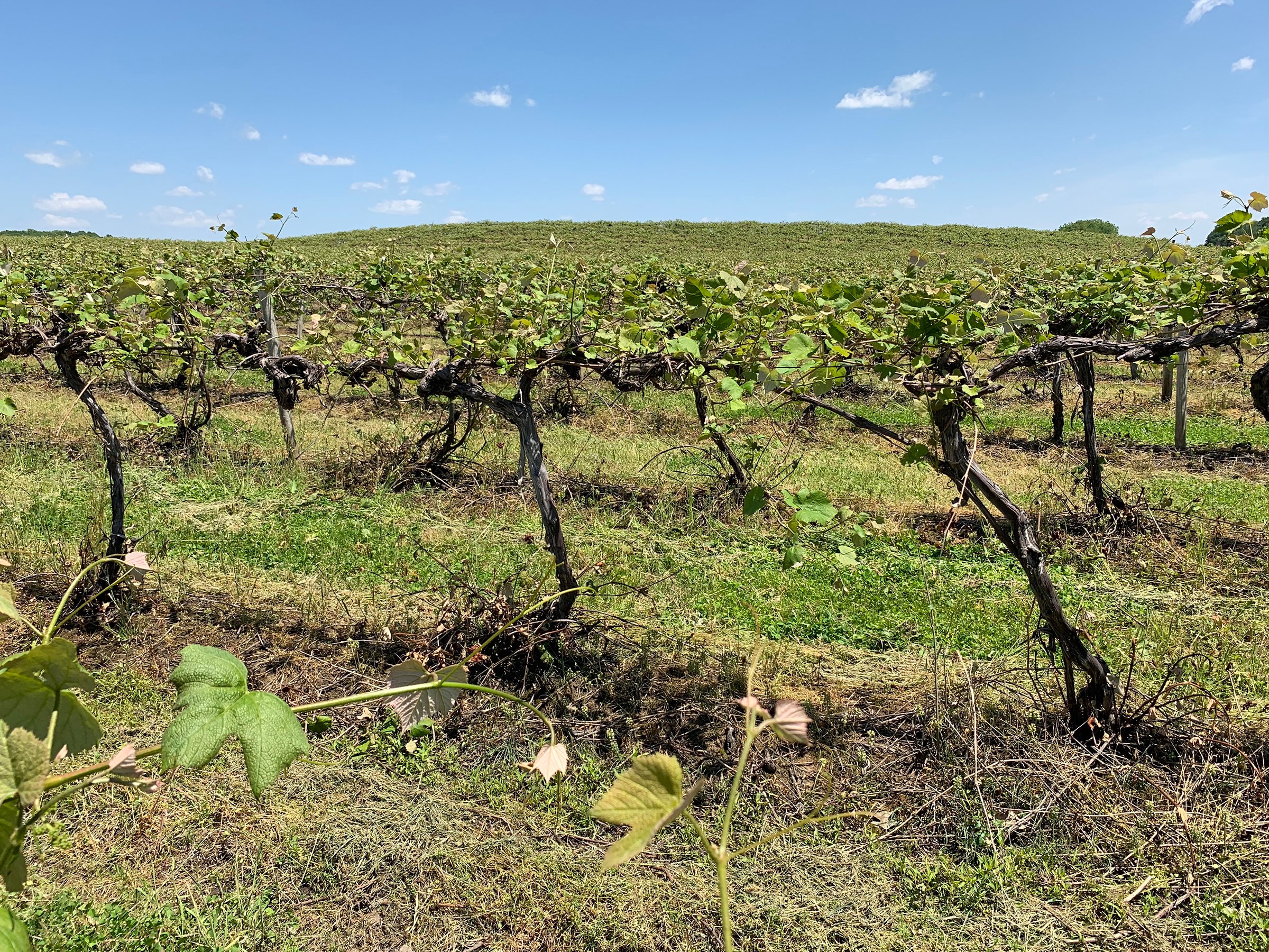 Concord Grapes in Van Buren County, Michigan farmland - LAND AUCTION - 194+/- ACRES OFFERED IN 5 TRACTS IN VAN BUREN COUNTY, MICHIGAN