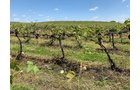 Concord Grapes in Van Buren County, Michigan farmland - LAND AUCTION - 194+/- ACRES OFFERED IN 5 TRACTS IN VAN BUREN COUNTY, MICHIGAN