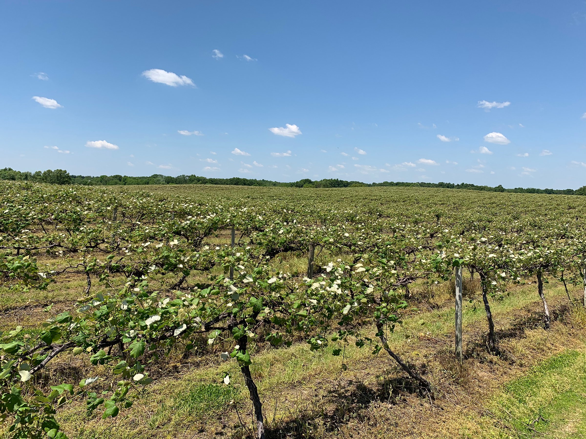 Concord Grapes in Van Buren County, Michigan farmland - LAND AUCTION - 194+/- ACRES OFFERED IN 5 TRACTS IN VAN BUREN COUNTY, MICHIGAN