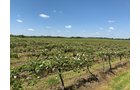 Concord Grapes in Van Buren County, Michigan farmland - LAND AUCTION - 194+/- ACRES OFFERED IN 5 TRACTS IN VAN BUREN COUNTY, MICHIGAN