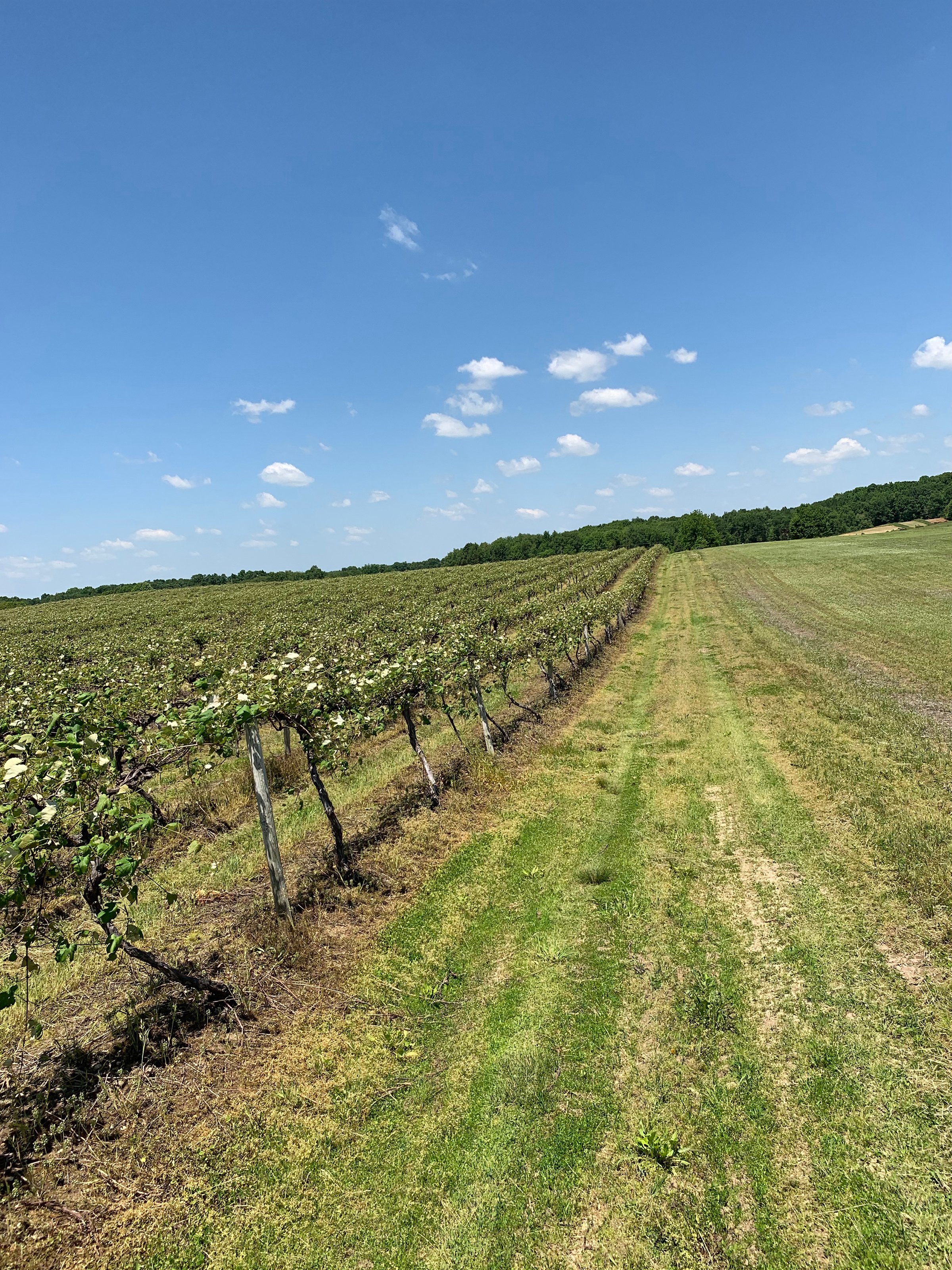 Concord Grapes in Van Buren County, Michigan farmland - LAND AUCTION - 194+/- ACRES OFFERED IN 5 TRACTS IN VAN BUREN COUNTY, MICHIGAN