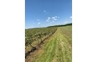 Concord Grapes in Van Buren County, Michigan farmland - LAND AUCTION - 194+/- ACRES OFFERED IN 5 TRACTS IN VAN BUREN COUNTY, MICHIGAN