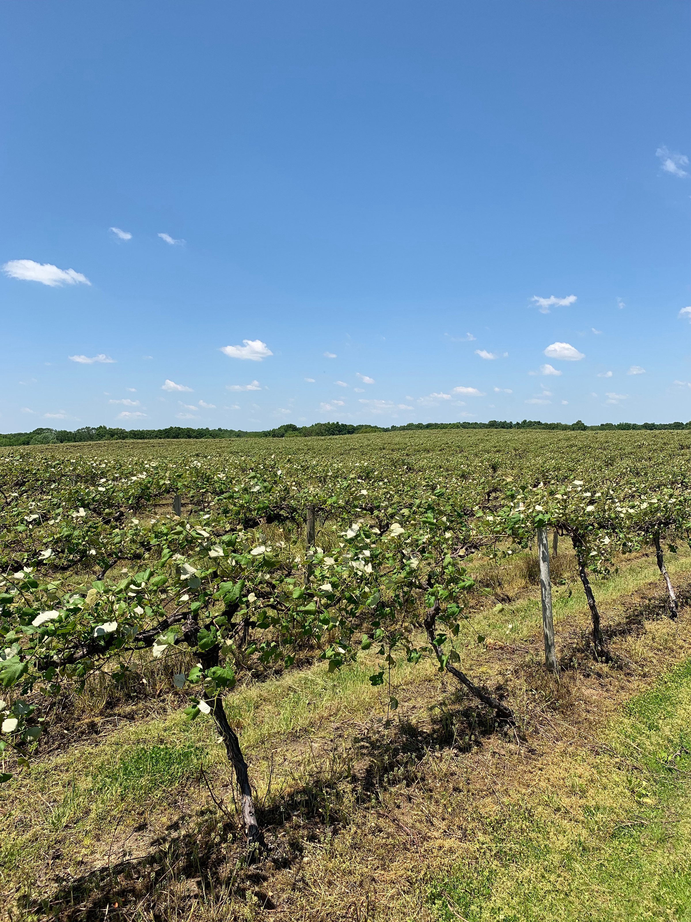 Concord Grapes in Van Buren County, Michigan farmland - LAND AUCTION - 194+/- ACRES OFFERED IN 5 TRACTS IN VAN BUREN COUNTY, MICHIGAN