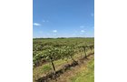 Concord Grapes in Van Buren County, Michigan farmland - LAND AUCTION - 194+/- ACRES OFFERED IN 5 TRACTS IN VAN BUREN COUNTY, MICHIGAN