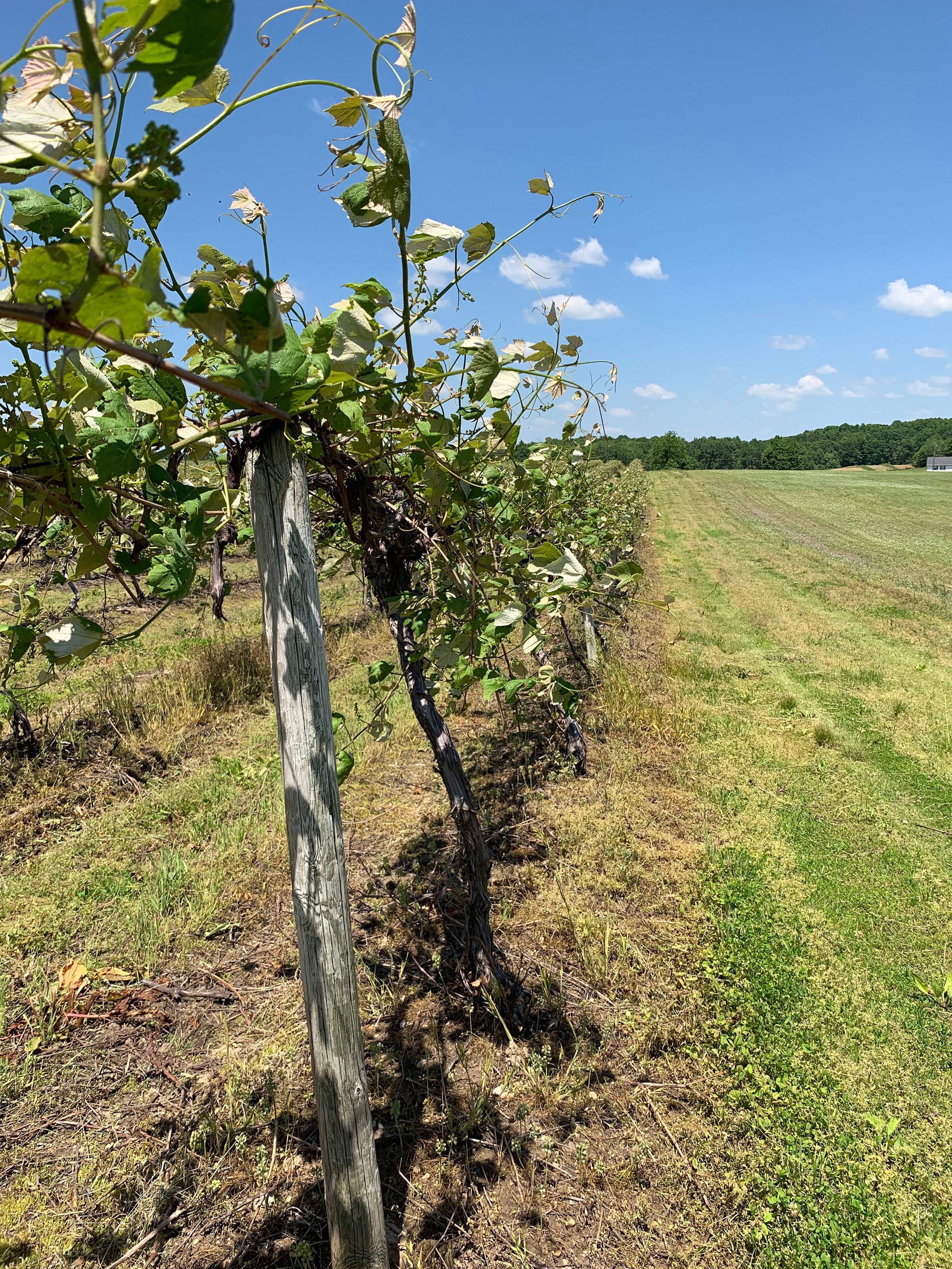 Concord Grapes in Van Buren County, Michigan farmland - LAND AUCTION - 194+/- ACRES OFFERED IN 5 TRACTS IN VAN BUREN COUNTY, MICHIGAN