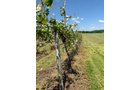 Concord Grapes in Van Buren County, Michigan farmland - LAND AUCTION - 194+/- ACRES OFFERED IN 5 TRACTS IN VAN BUREN COUNTY, MICHIGAN