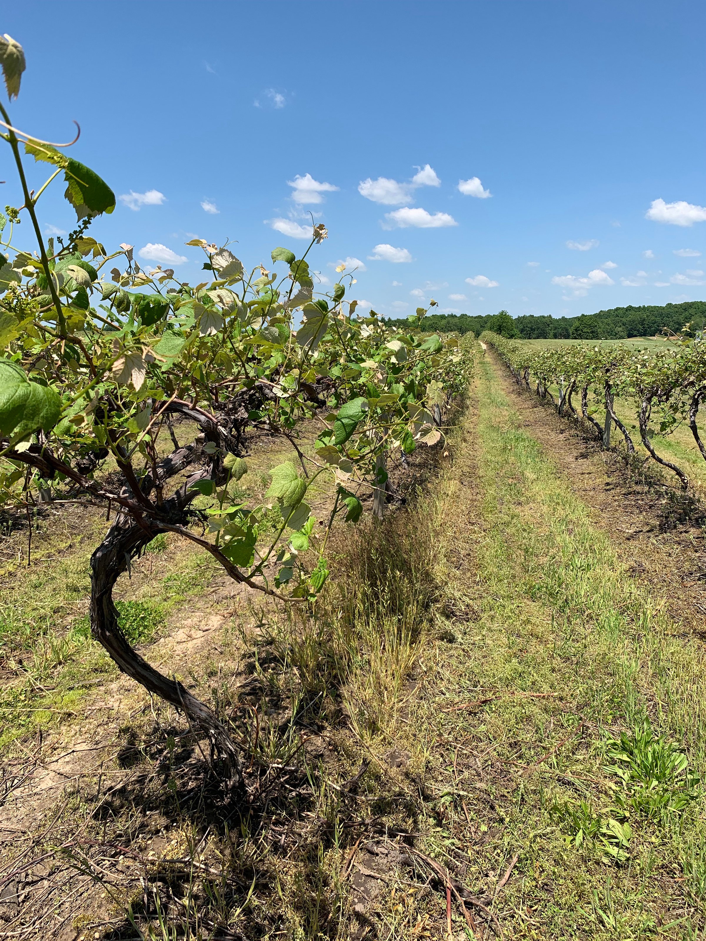 Concord Grapes in Van Buren County, Michigan farmland - LAND AUCTION - 194+/- ACRES OFFERED IN 5 TRACTS IN VAN BUREN COUNTY, MICHIGAN