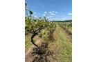 Concord Grapes in Van Buren County, Michigan farmland - LAND AUCTION - 194+/- ACRES OFFERED IN 5 TRACTS IN VAN BUREN COUNTY, MICHIGAN