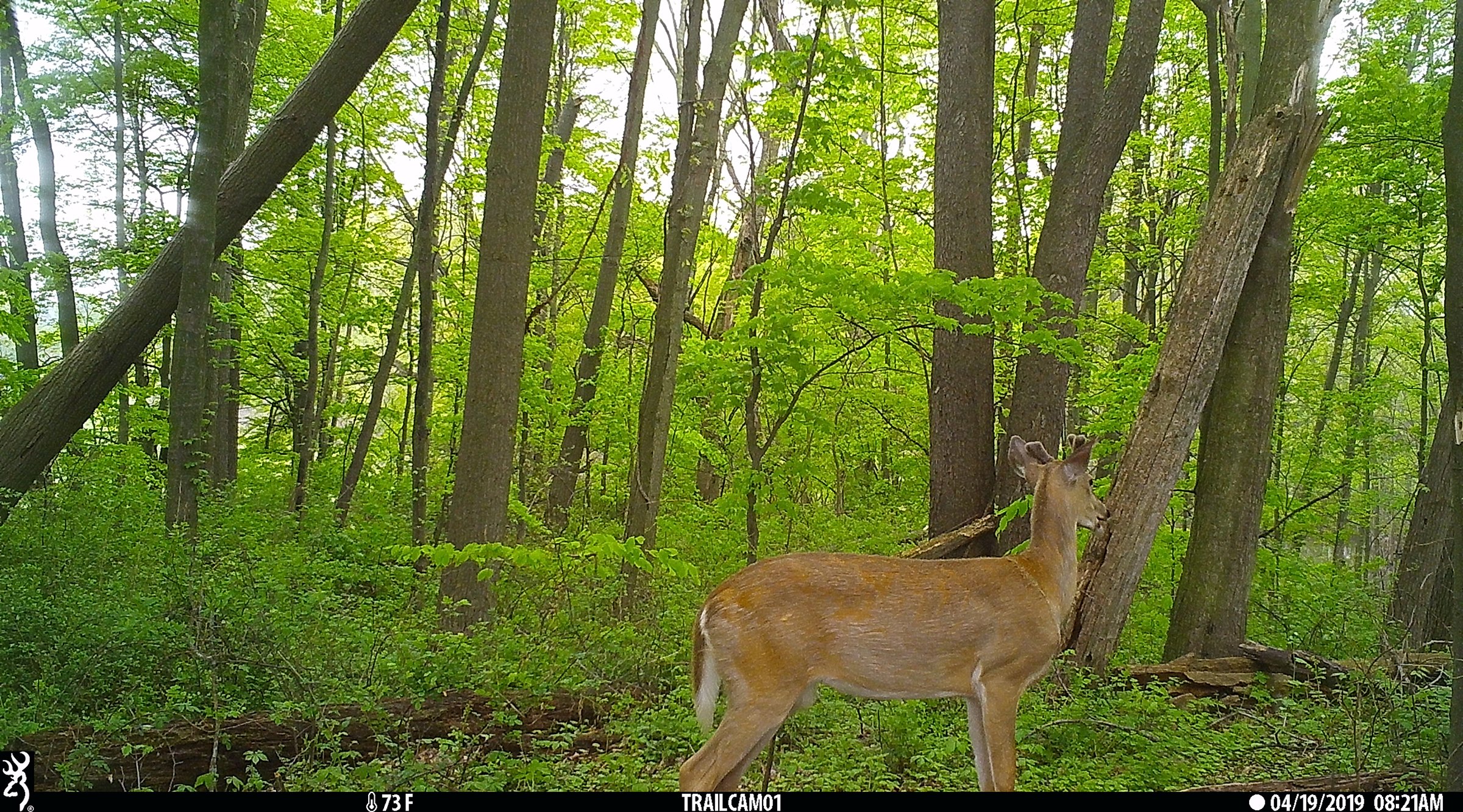 Deer in Van Buren County, Michigan farmland - LAND AUCTION - 194+/- ACRES OFFERED IN 5 TRACTS IN VAN BUREN COUNTY, MICHIGAN