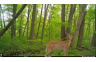 Deer in Van Buren County, Michigan farmland - LAND AUCTION - 194+/- ACRES OFFERED IN 5 TRACTS IN VAN BUREN COUNTY, MICHIGAN