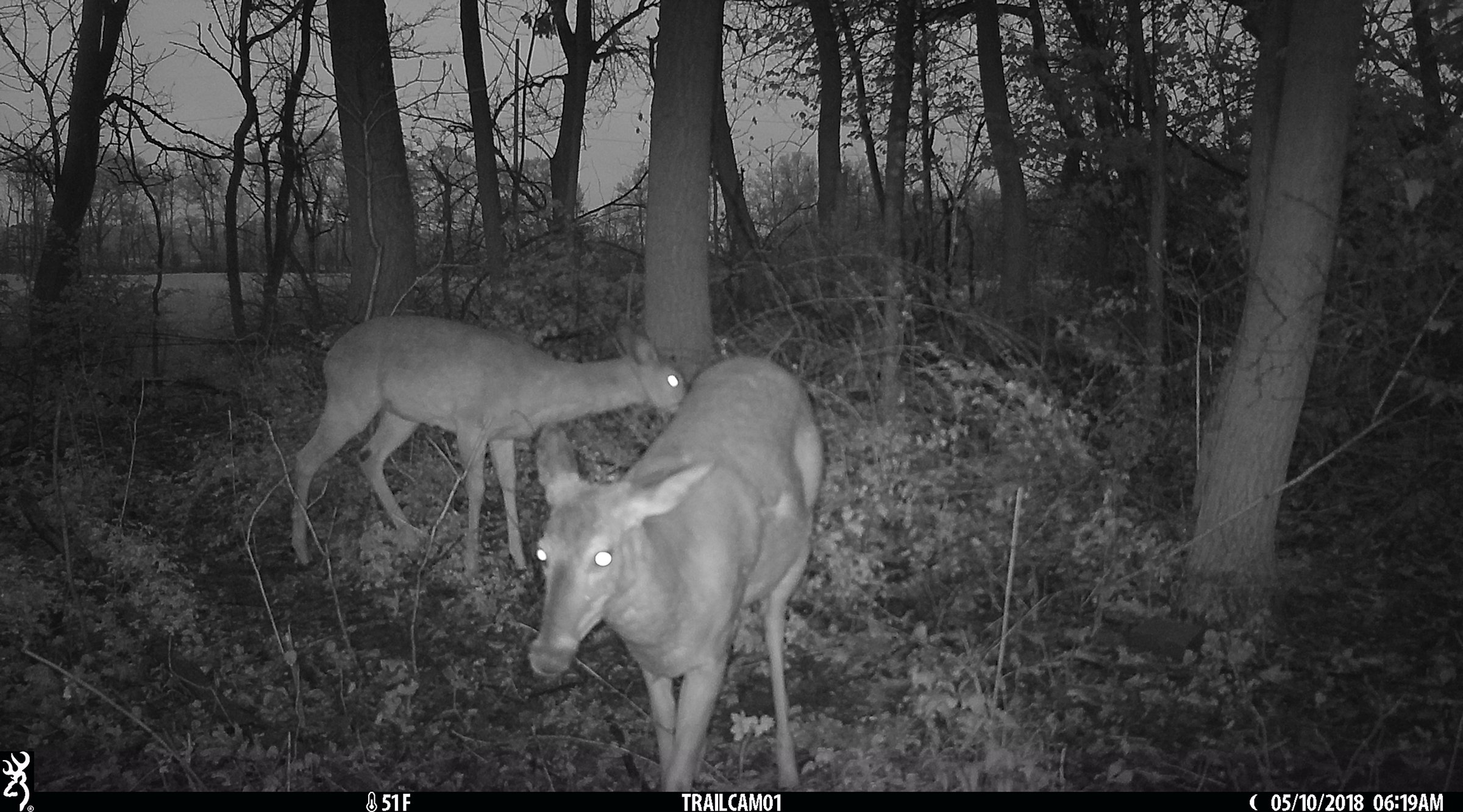 Deer in Van Buren County, Michigan farmland - LAND AUCTION - 194+/- ACRES OFFERED IN 5 TRACTS IN VAN BUREN COUNTY, MICHIGAN