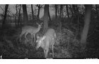 Deer in Van Buren County, Michigan farmland - LAND AUCTION - 194+/- ACRES OFFERED IN 5 TRACTS IN VAN BUREN COUNTY, MICHIGAN