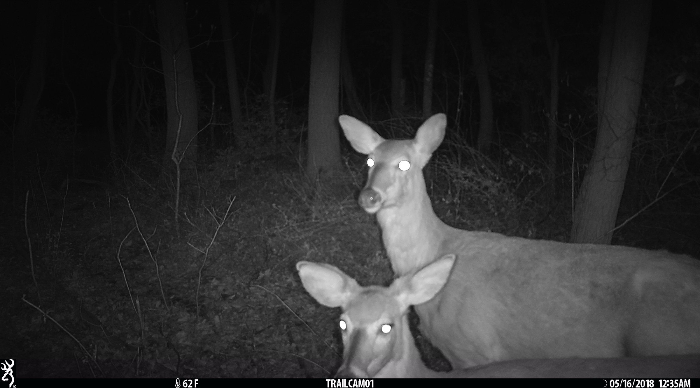 Deer in Van Buren County, Michigan farmland - LAND AUCTION - 194+/- ACRES OFFERED IN 5 TRACTS IN VAN BUREN COUNTY, MICHIGAN