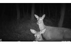 Deer in Van Buren County, Michigan farmland - LAND AUCTION - 194+/- ACRES OFFERED IN 5 TRACTS IN VAN BUREN COUNTY, MICHIGAN