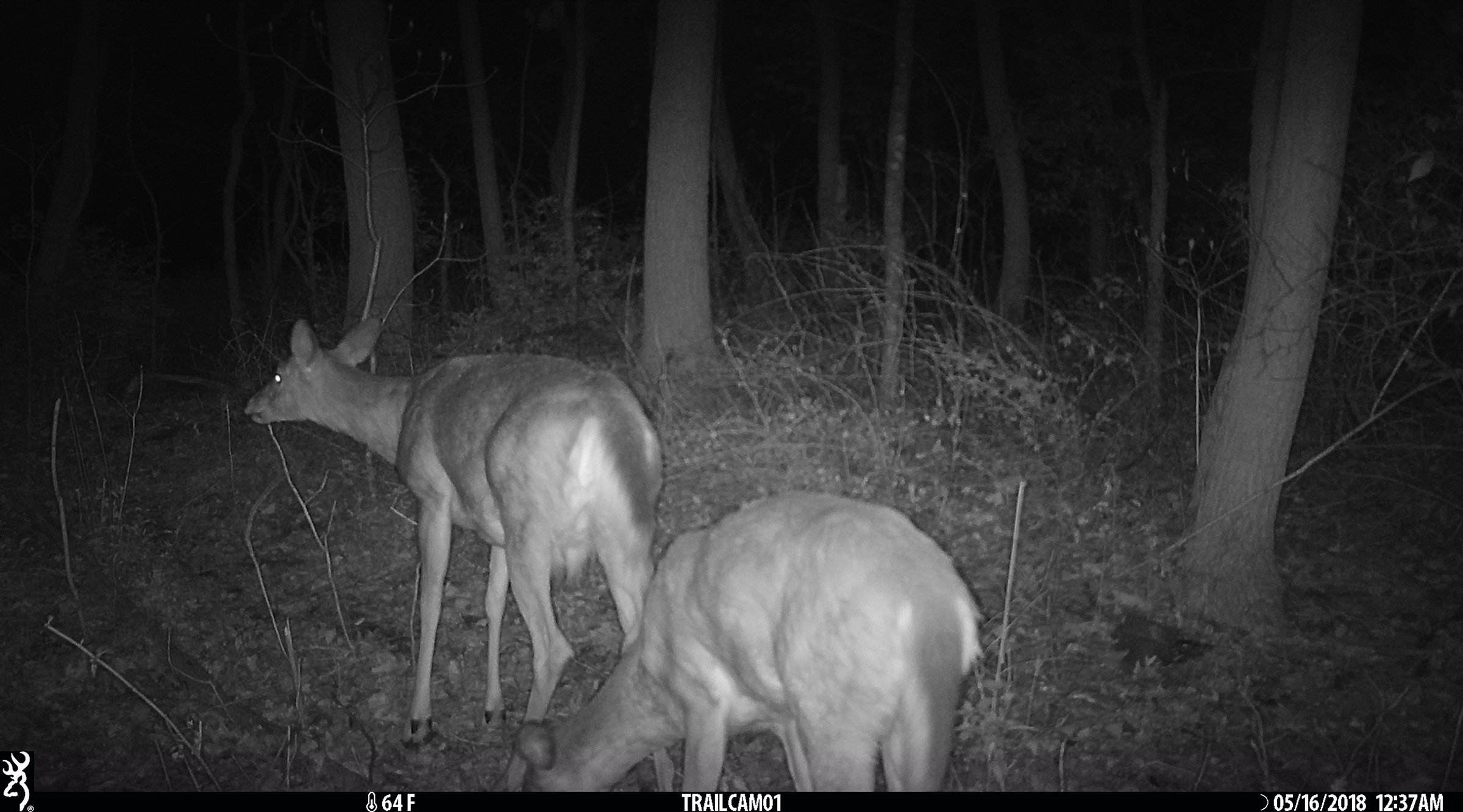 Deer in Van Buren County, Michigan farmland - LAND AUCTION - 194+/- ACRES OFFERED IN 5 TRACTS IN VAN BUREN COUNTY, MICHIGAN