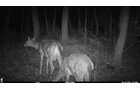Deer in Van Buren County, Michigan farmland - LAND AUCTION - 194+/- ACRES OFFERED IN 5 TRACTS IN VAN BUREN COUNTY, MICHIGAN