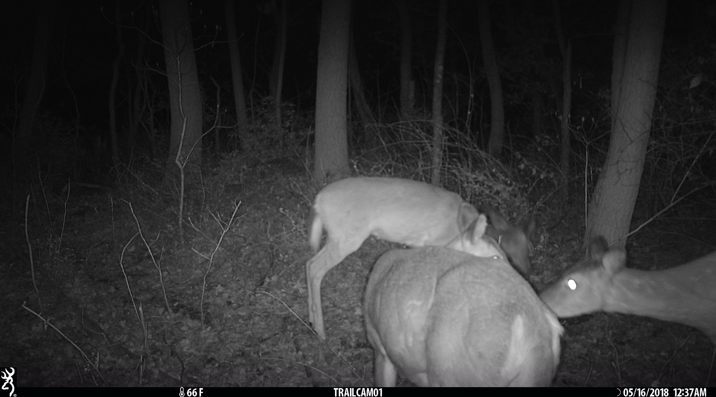Deer in Van Buren County, Michigan farmland - LAND AUCTION - 194+/- ACRES OFFERED IN 5 TRACTS IN VAN BUREN COUNTY, MICHIGAN