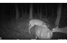 Deer in Van Buren County, Michigan farmland - LAND AUCTION - 194+/- ACRES OFFERED IN 5 TRACTS IN VAN BUREN COUNTY, MICHIGAN