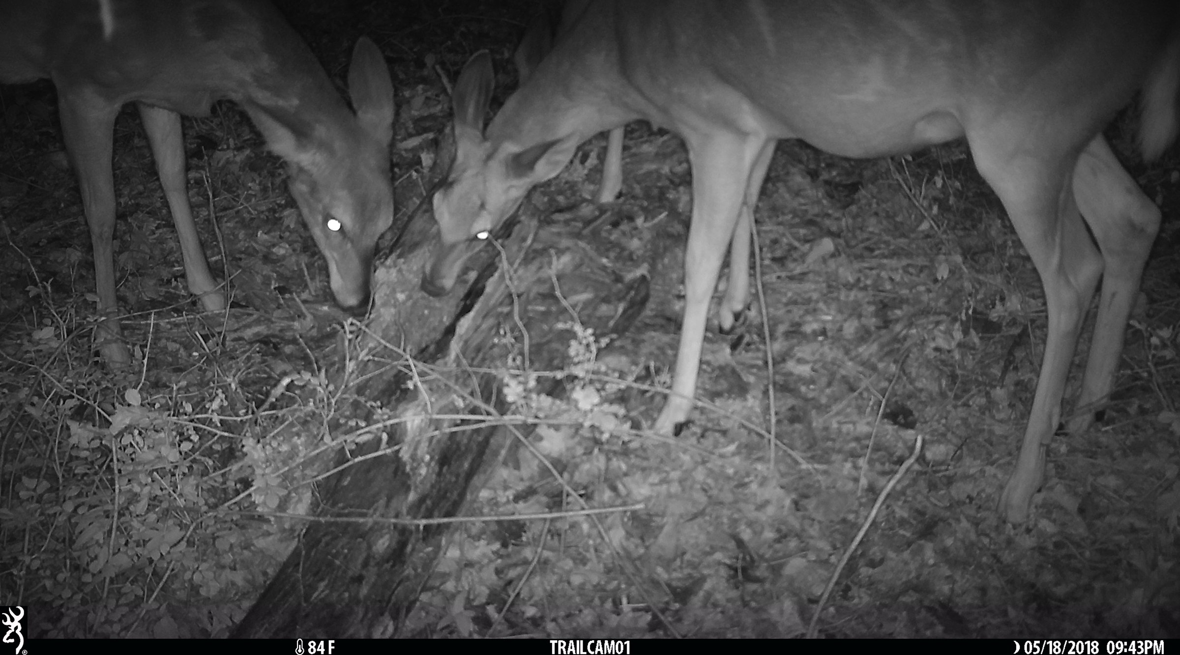 Deer Harvested in Van Buren County, Michigan farmland - LAND AUCTION - 194+/- ACRES OFFERED IN 5 TRACTS IN VAN BUREN COUNTY, MICHIGAN