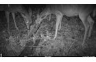 Deer Harvested in Van Buren County, Michigan farmland - LAND AUCTION - 194+/- ACRES OFFERED IN 5 TRACTS IN VAN BUREN COUNTY, MICHIGAN