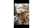 Harvested in 2017 - Family Only Hunting - LAND AUCTION - 194+/- ACRES OFFERED IN 5 TRACTS IN VAN BUREN COUNTY, MICHIGAN